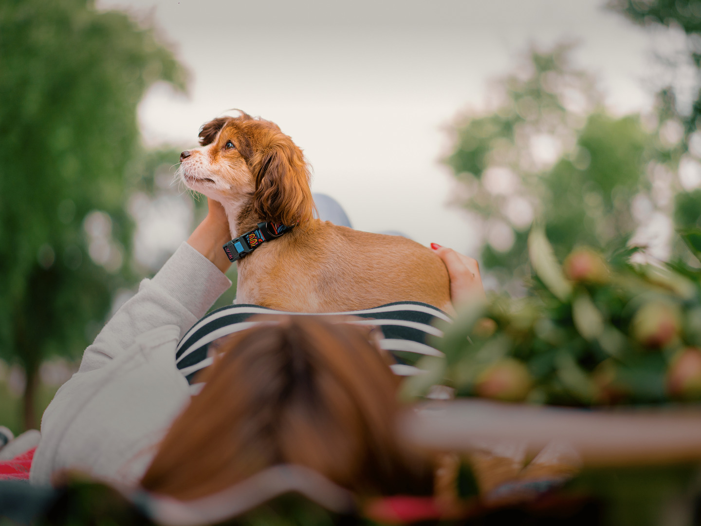 A small brown and white dog on the lap of a woman lying in a park surrounded by greenery